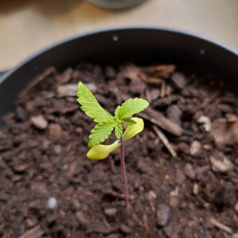 Hulkberry growlog timeline photo