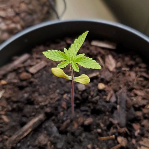 Hulkberry growlog timeline photo