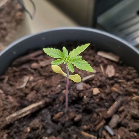 Hulkberry growlog timeline photo