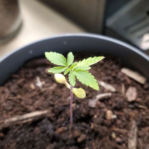 Hulkberry growlog timeline photo