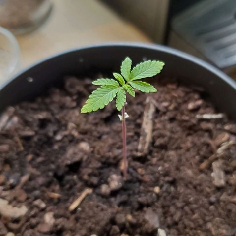 Hulkberry growlog timeline photo