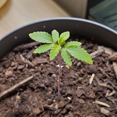 Hulkberry growlog timeline photo