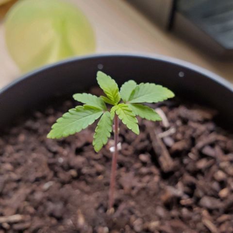 Hulkberry growlog timeline photo