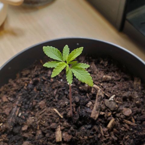 Hulkberry growlog timeline photo