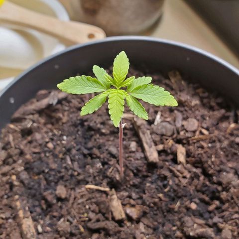 Hulkberry growlog timeline photo