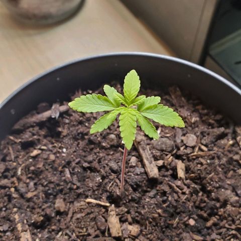Hulkberry growlog timeline photo