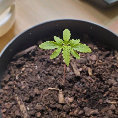 Hulkberry growlog timeline photo