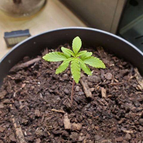 Hulkberry growlog timeline photo
