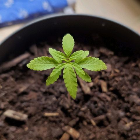Hulkberry growlog timeline photo