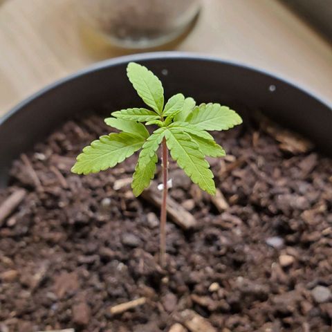 Hulkberry growlog timeline photo