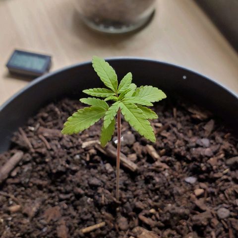 Hulkberry growlog timeline photo
