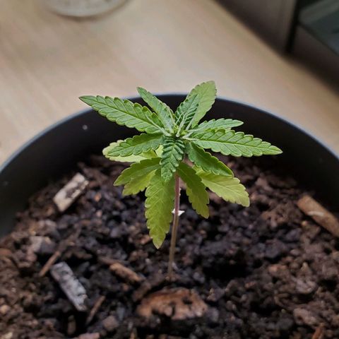 Hulkberry growlog timeline photo