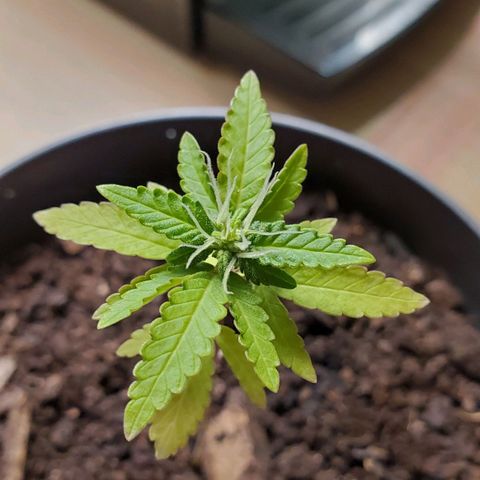 Hulkberry growlog timeline photo