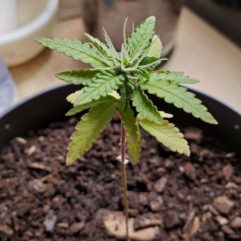 Hulkberry growlog timeline photo