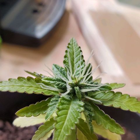 Hulkberry growlog timeline photo
