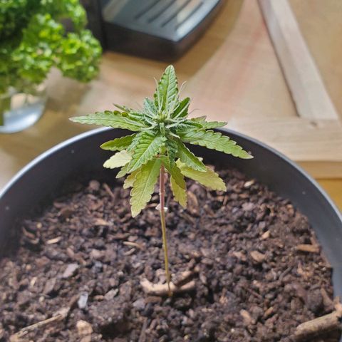 Hulkberry growlog timeline photo