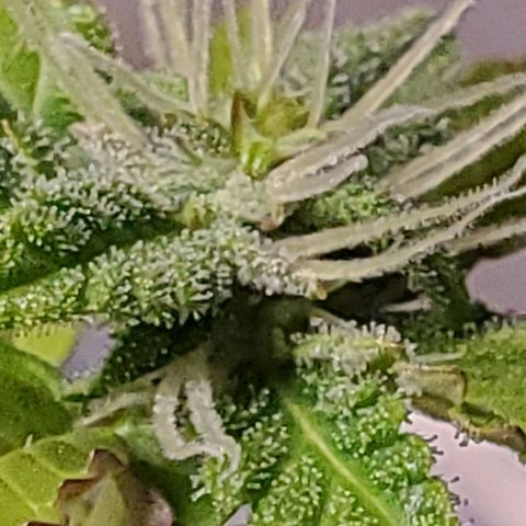 Hulkberry growlog timeline photo