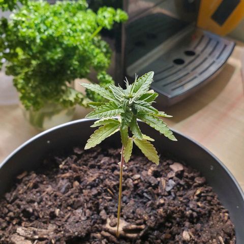 Hulkberry growlog timeline photo