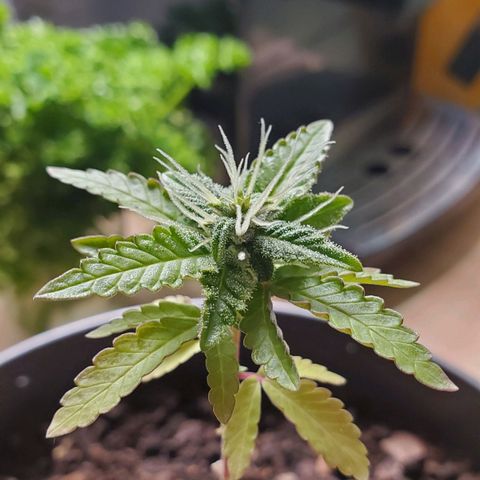 Hulkberry growlog timeline photo