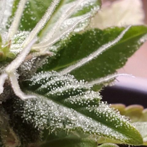 Hulkberry growlog timeline photo
