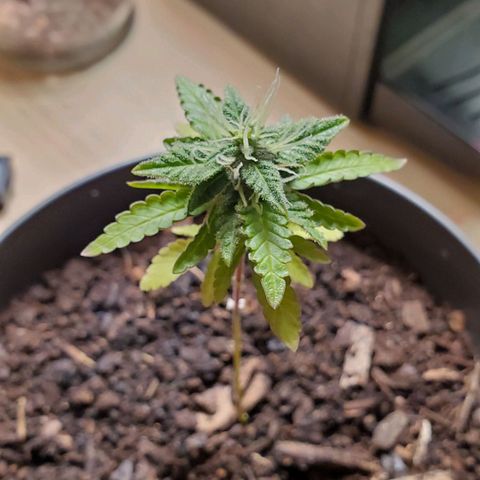 Hulkberry growlog timeline photo