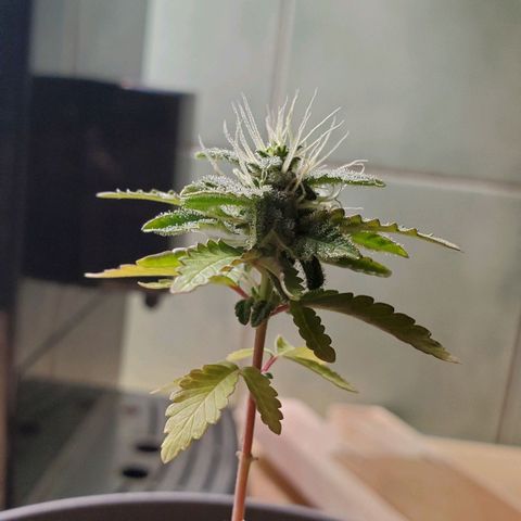 Hulkberry growlog timeline photo