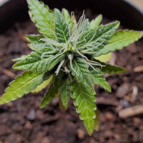 Hulkberry growlog timeline photo