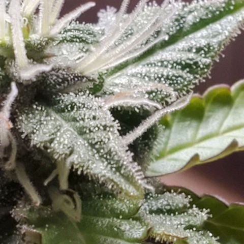 Hulkberry growlog timeline photo