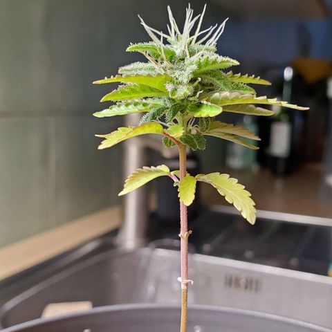 Hulkberry growlog timeline photo