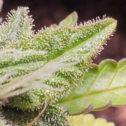 Hulkberry growlog timeline photo