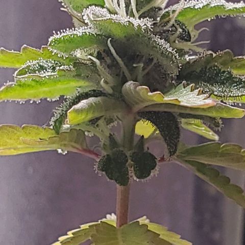 Hulkberry growlog timeline photo