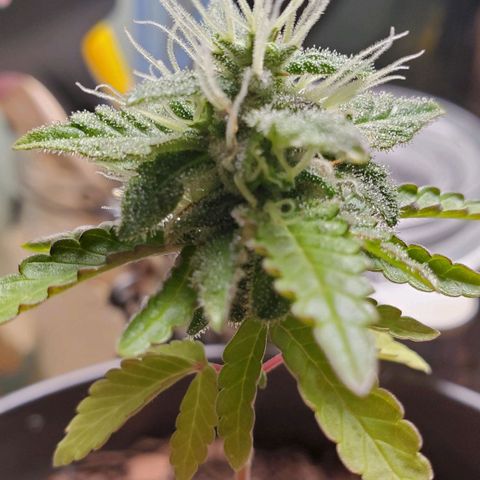 Hulkberry growlog timeline photo