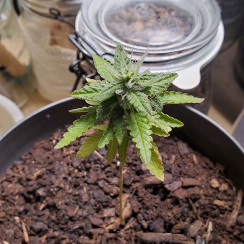 Hulkberry growlog timeline photo
