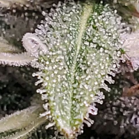 Hulkberry growlog timeline photo