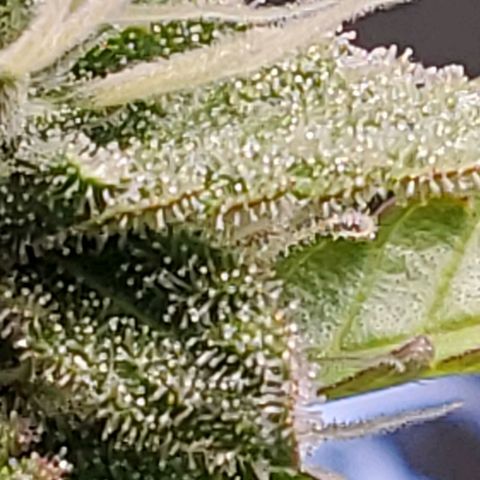 Hulkberry growlog timeline photo