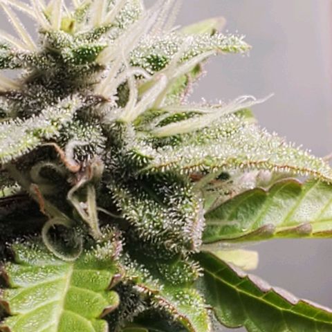 Hulkberry growlog timeline photo
