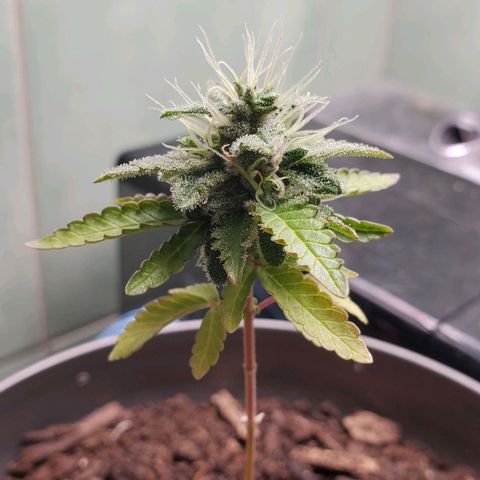Hulkberry growlog timeline photo