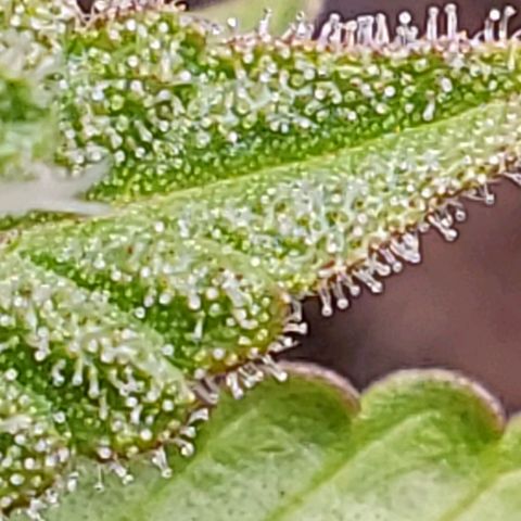 Hulkberry growlog timeline photo