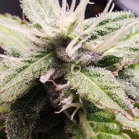 Hulkberry growlog timeline photo