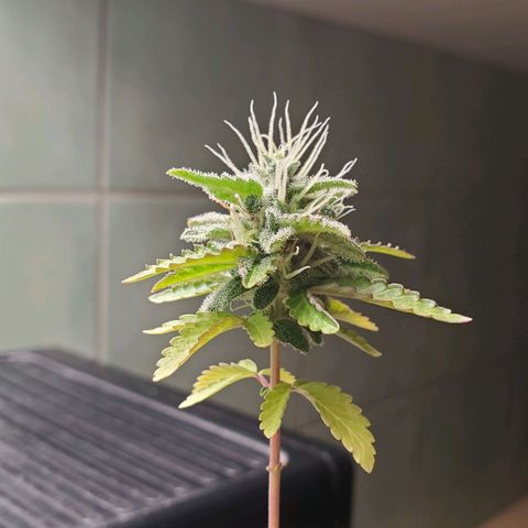 Hulkberry growlog timeline photo