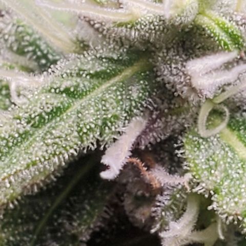 Hulkberry growlog timeline photo