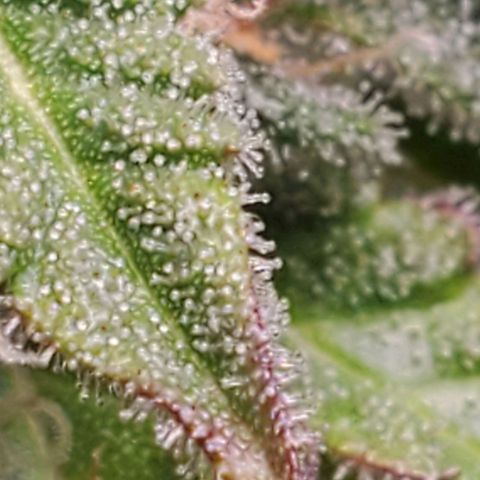 Hulkberry growlog timeline photo