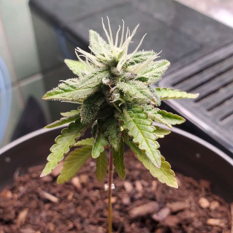 Hulkberry growlog timeline photo