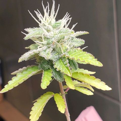 Hulkberry growlog timeline photo