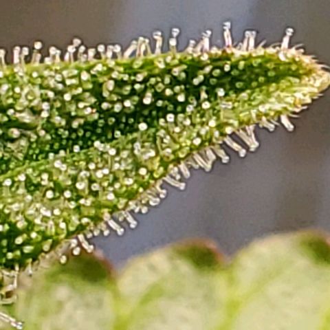 Hulkberry growlog timeline photo