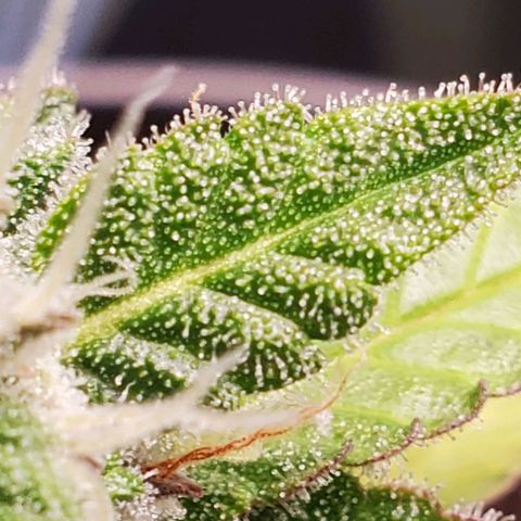 Hulkberry growlog timeline photo
