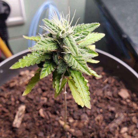 Hulkberry growlog timeline photo