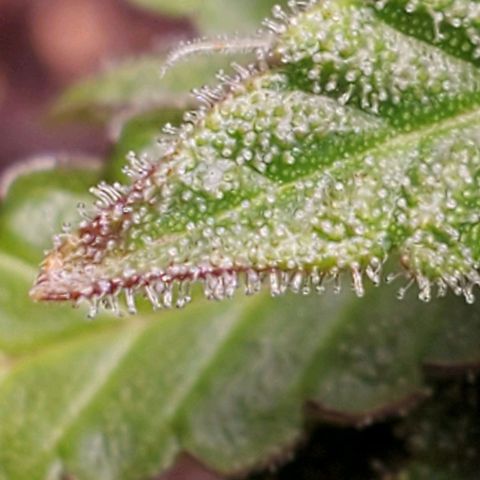 Hulkberry growlog timeline photo