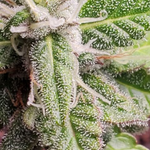 Hulkberry growlog timeline photo