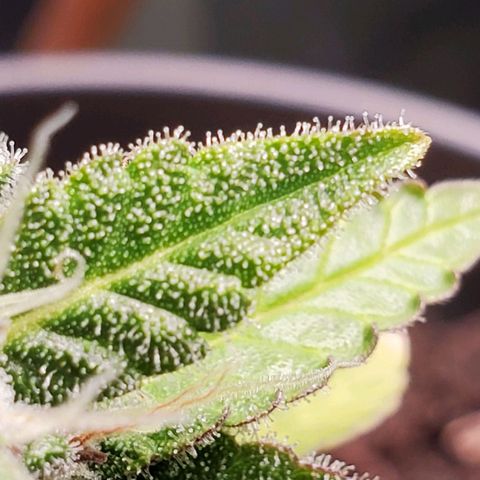 Hulkberry growlog timeline photo